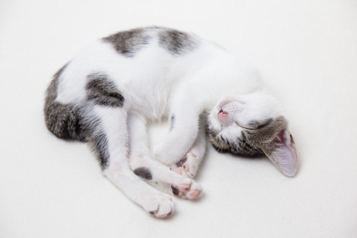 眠るサバトラ白の子猫