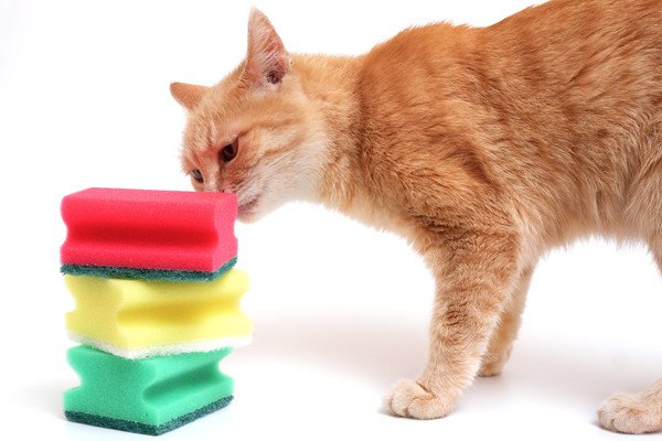 石鹸の匂いを嗅ぐ猫