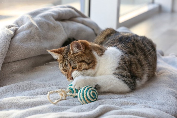 麻縄のおもちゃで遊ぶ猫
