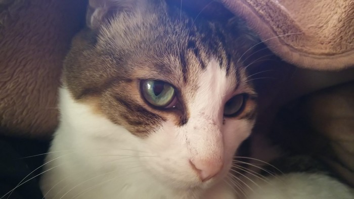 毛布の中でくつろぐ猫