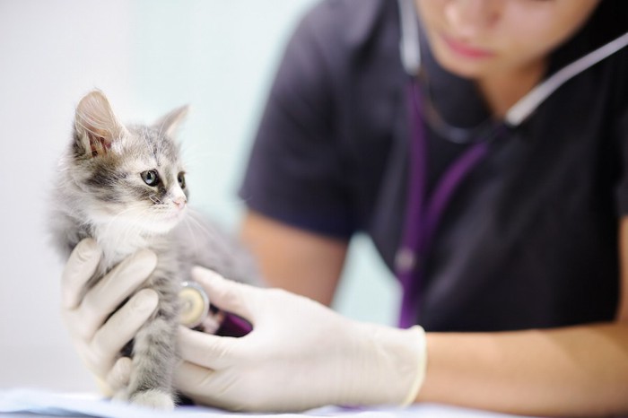 獣医師の診察を受ける子猫