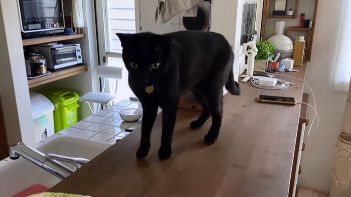 キッチン黒猫