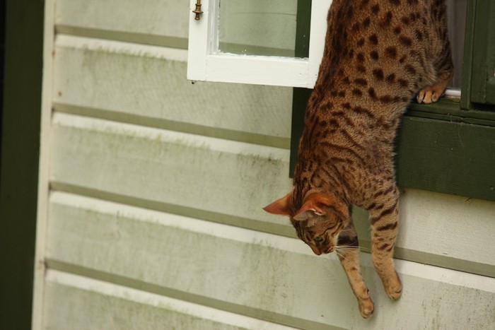 家の窓から飛び降りる猫