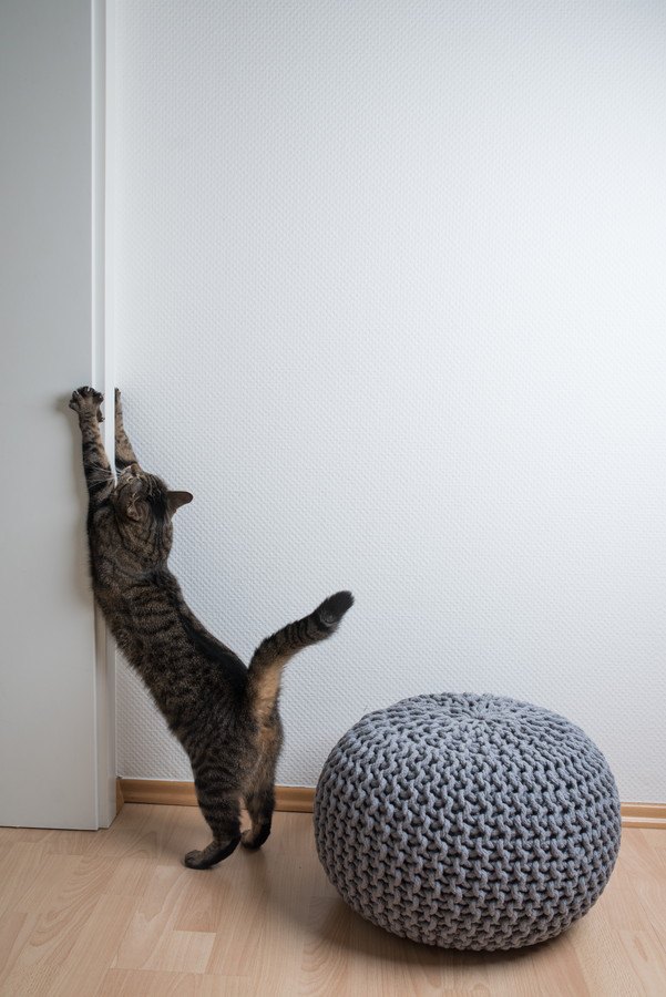 壁に前足を当てて伸びてる猫