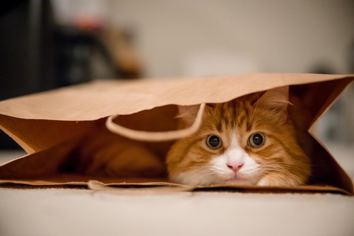 紙袋の中からこちらを見る猫