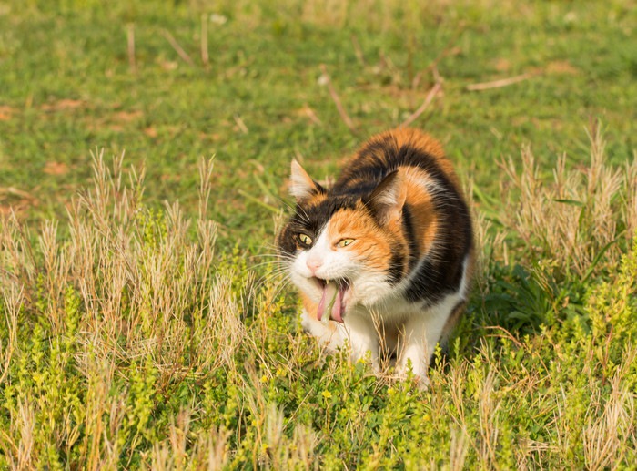 草を食べて吐く猫