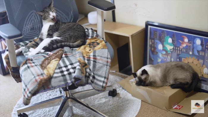 椅子の上のキジシロと箱の上のシャム猫