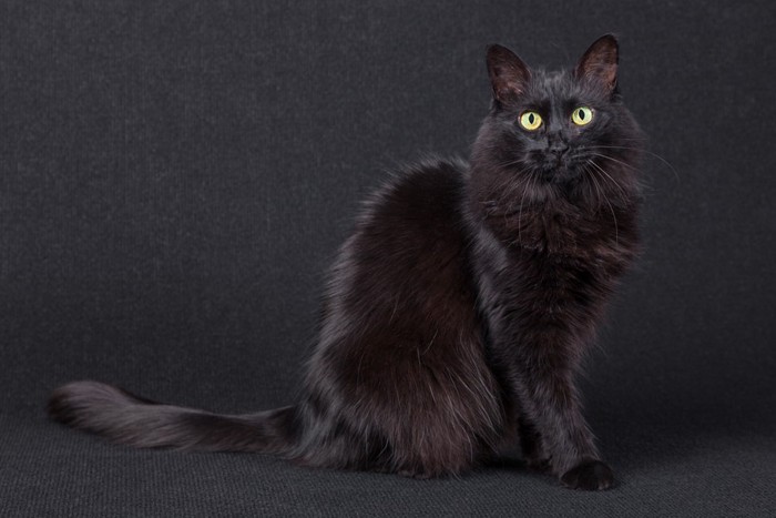 黒猫のターキッシュアンゴラ