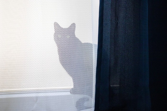 カーテンに隠れている猫
