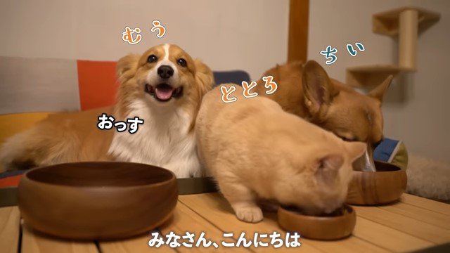 顔を上げる犬と餌を食べる犬と猫