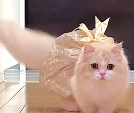 ゴールドドレスを着用する猫