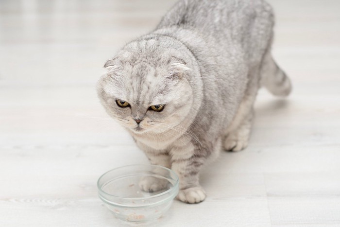 食事後の皿の前の猫
