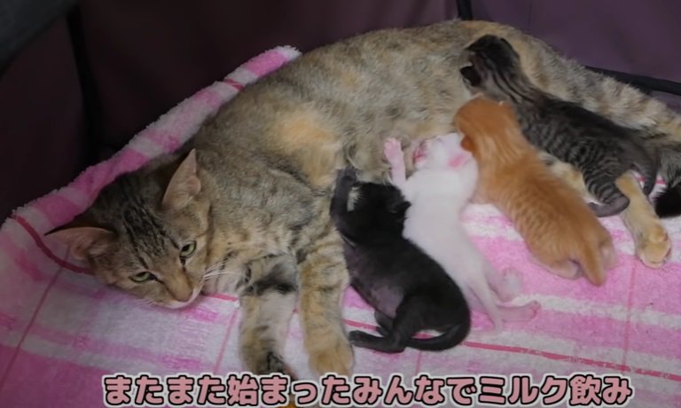 母猫のミルクを飲む子猫たち
