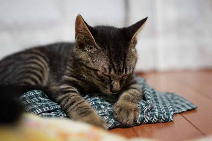 パジャマの上で寝ている猫