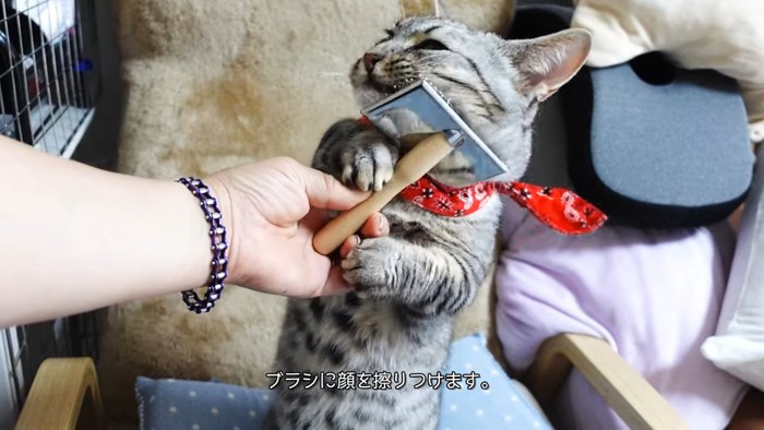 ブラシを持って顔にこすりつける猫