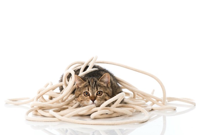 ロープに絡まる子猫