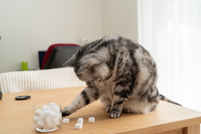 テーブルの上のものを落とそうとする猫