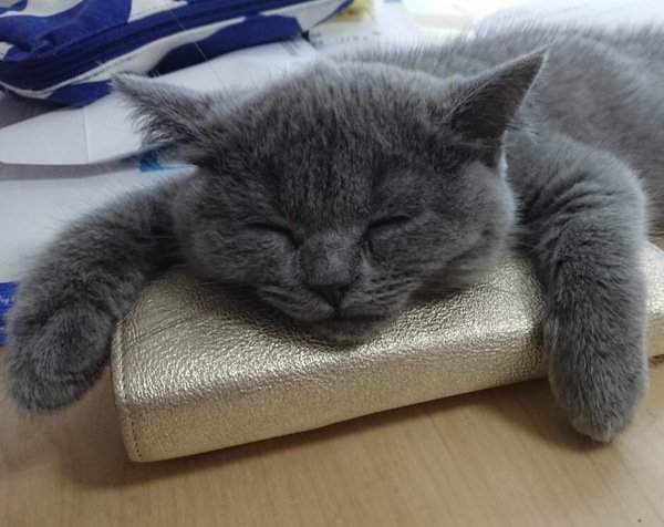 財布を抱えるように寝ているブルーのブリティッシュショートヘアの子猫