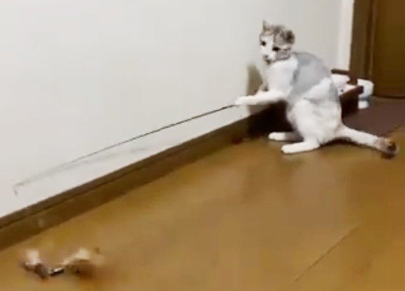 釣り竿でひとり遊ぶ猫のふーちゃん
