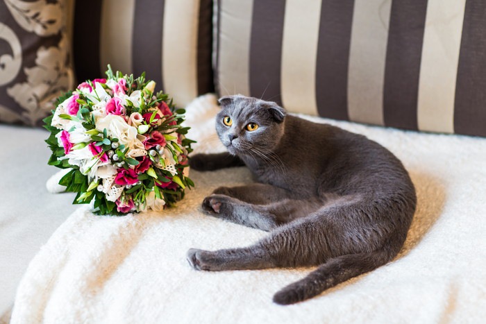 花束と猫
