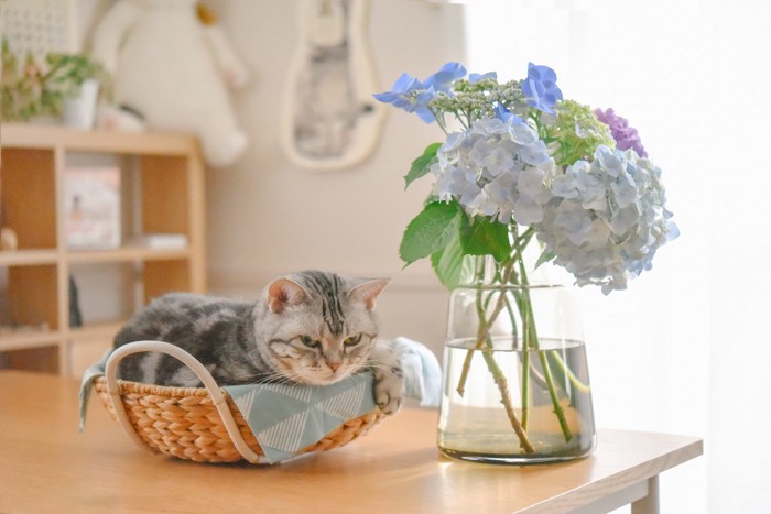 花瓶の紫陽花と籠の中の猫