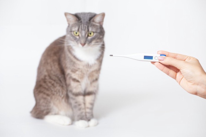 猫の体温を測る