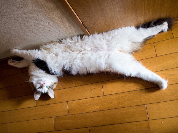 床で横になる猫