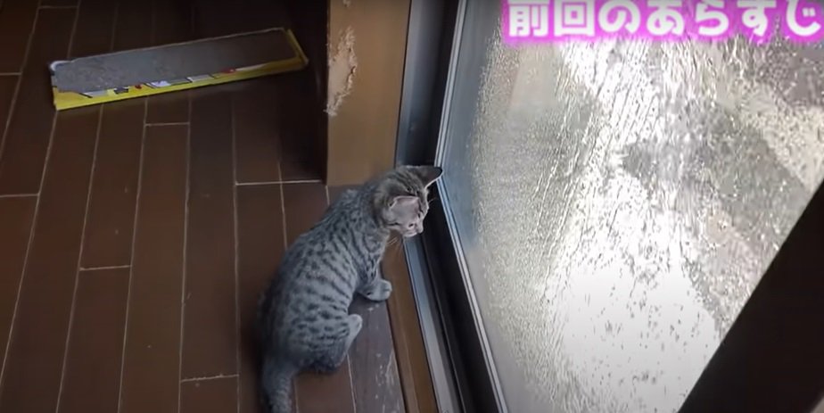 窓を眺める猫