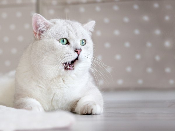 あくび寸前の白猫