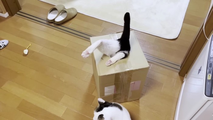 箱に吸い込まれる猫のおしり