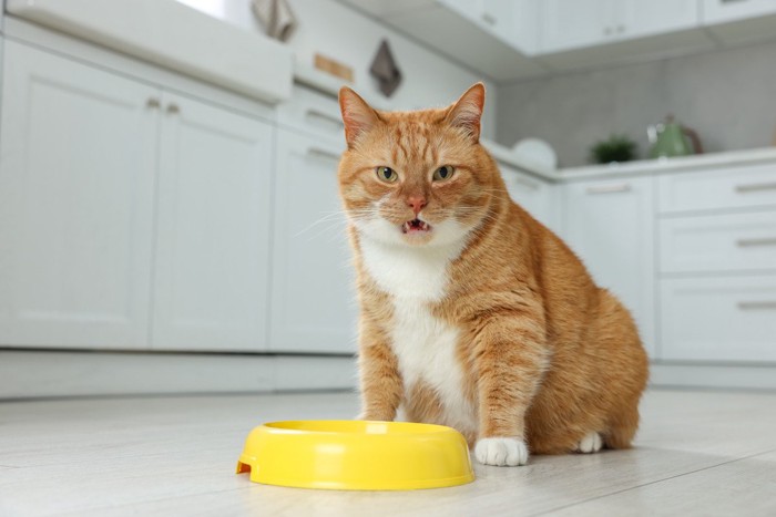 食器とおすわりする猫