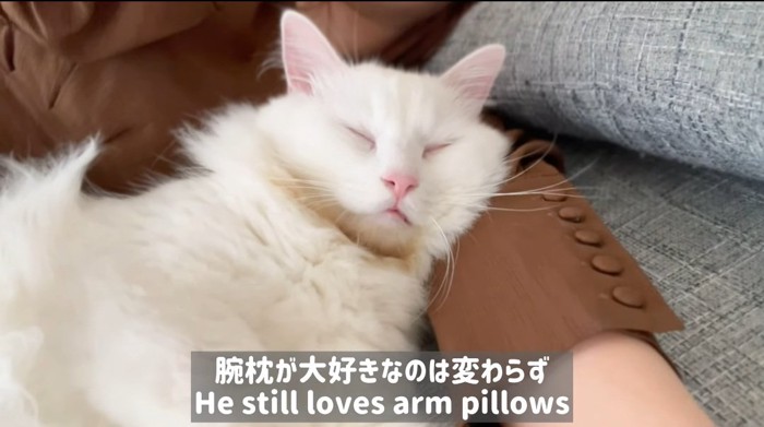 腕枕される猫