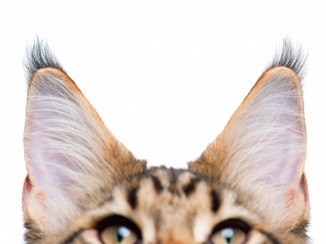 大きな耳の猫アップ