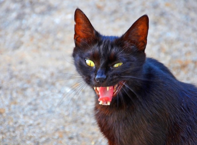 鳴きながら振り向く小さな黒猫