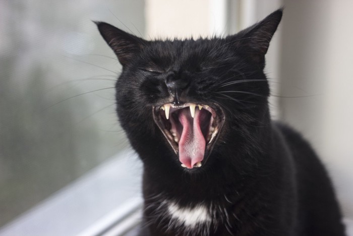 ムスッとしてあくびをする黒猫