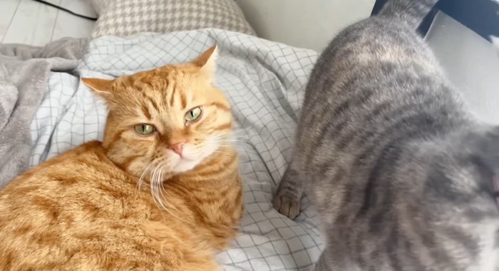 首を噛む猫