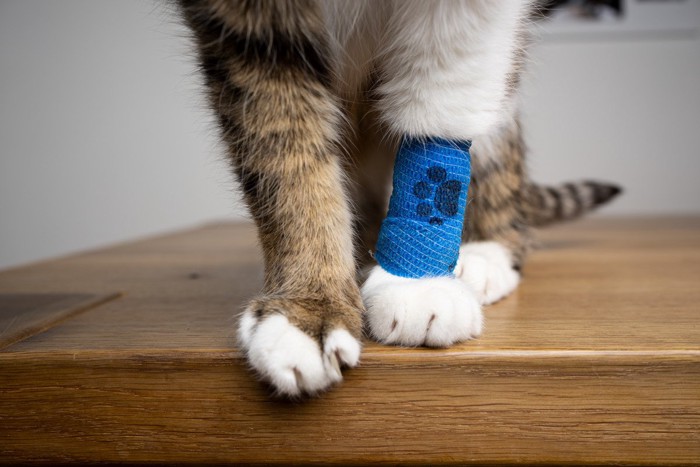 足に包帯を巻いた猫
