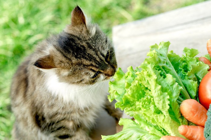 外にいる猫と野菜