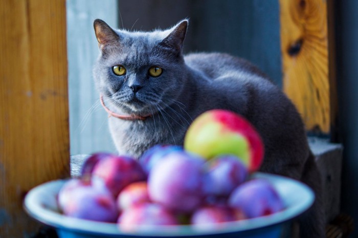 テーブルの上の果物を見る猫