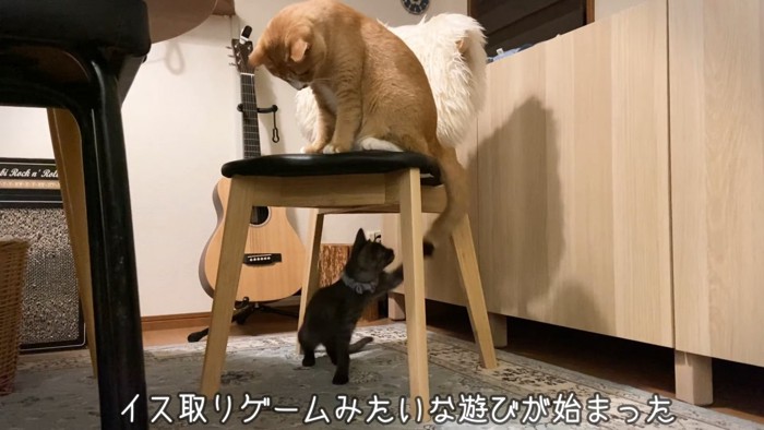 イスの上に座る猫と下にいる子猫