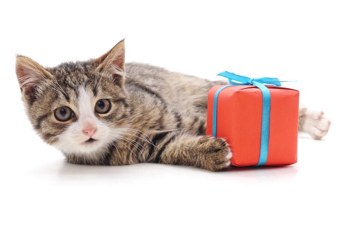 プレゼントの箱と寝転ぶ猫