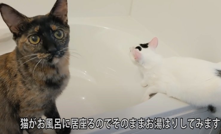 お風呂場の2匹の猫