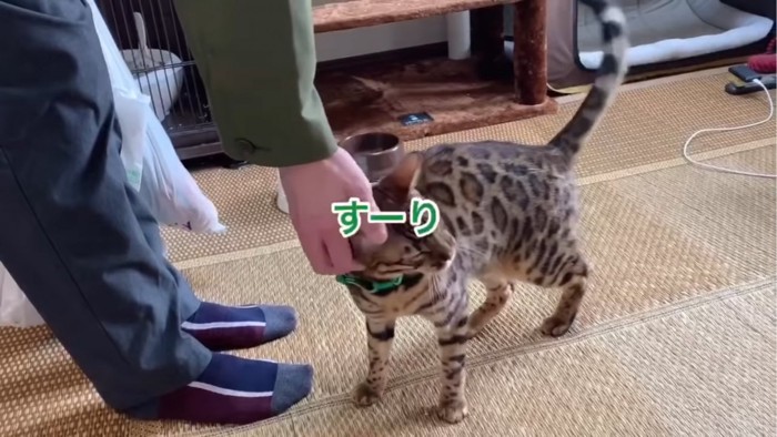 すりすりする猫