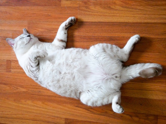 ヘソ天で眠る白猫