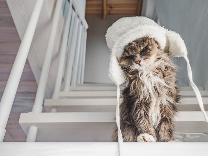 階段で白い帽子を被る猫