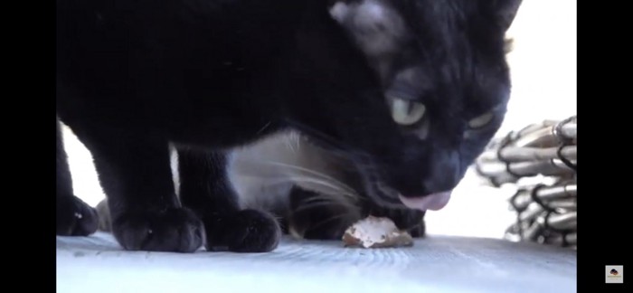 舌を出す黒猫