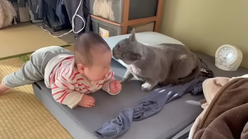 赤ちゃんに顔を近づける猫