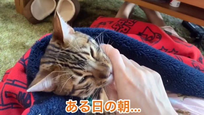 飼い主さんの手に顔をつける猫