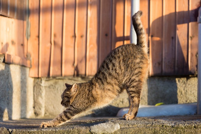 背伸びする長崎の猫