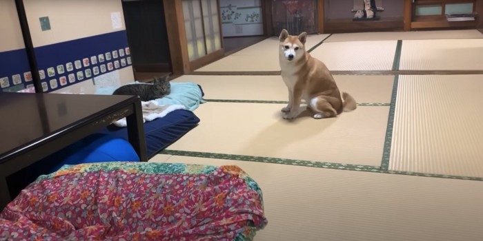 ベッドいる猫の前でお座りしながらカメラの方を見つめる柴犬